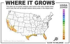 Little Prince Banana Plant - 1 Gallon Pot -Garden & Outdoor Sale Shop 9a 11 2