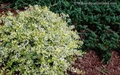 Lemon Lime Dwarf Abelia - 3 Gallon Pot -Garden & Outdoor Sale Shop Abelia Lemon Lime 52