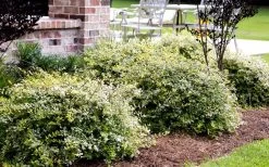 Lemon Lime Dwarf Abelia - 3 Gallon Pot -Garden & Outdoor Sale Shop Abelia Lemon Lime In Landscape