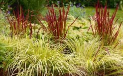 Golden Sweet Flag - Acorus Gramineus 'Ogon' - 10 Pack Of Quart Pots -Garden & Outdoor Sale Shop Acorus Ogon 103 1