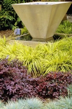 Golden Sweet Flag - Acorus Gramineus 'Ogon' - 10 Pack Of Quart Pots -Garden & Outdoor Sale Shop Acorus Ogon 104 1