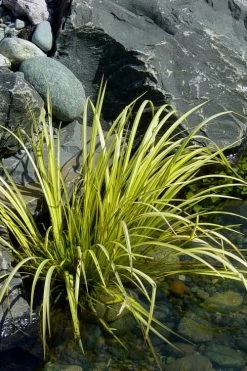 Golden Sweet Flag - Acorus Gramineus 'Ogon' - 10 Pack Of Quart Pots -Garden & Outdoor Sale Shop Acorus Ogon 105 1