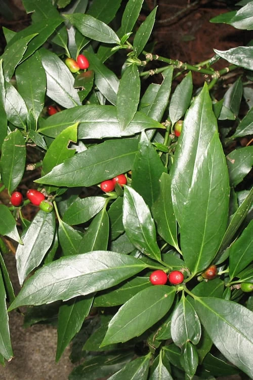 Dwarf Green Aucuba - Japanese Laurel - 3 Gallon Pot 3 Dwarf Green Aucuba - Japanese Laurel - 3 Gallon Pot