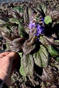 Catlins Giant Ajuga - Bugleweed - 5 Pack Of Pint Pots 11 Catlins Giant Ajuga - Bugleweed - 5 Pack Of Pint Pots -Garden & Outdoor Sale Shop Ajuga Catlins Giant 10 1