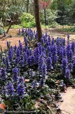 Catlins Giant Ajuga - Bugleweed - 10 Pack Of Pint Pots -Garden & Outdoor Sale Shop Ajuga Catlins Giant 20