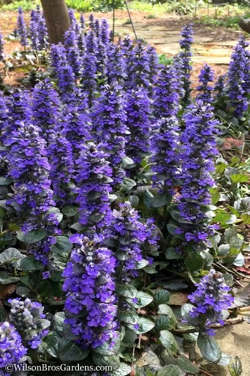 Catlins Giant Ajuga - Bugleweed - 5 Pack Of Pint Pots 3 Catlins Giant Ajuga - Bugleweed - 5 Pack Of Pint Pots