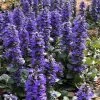 Catlins Giant Ajuga - Bugleweed - 10 Pack Of Pint Pots -Garden & Outdoor Sale Shop Ajuga Catlins Giant 21