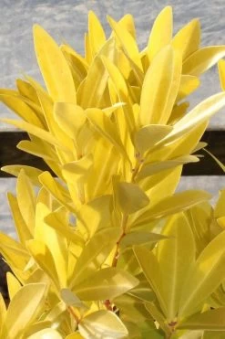 Florida Sunshine Anise - 1 Gallon Pot -Garden & Outdoor Sale Shop Anise Florida Sunshine 500x750 1