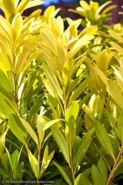 Florida Sunshine Anise - 1 Gallon Pot -Garden & Outdoor Sale Shop Anise Flroida Sunshine JW 1