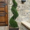 Emerald Green Arborvitae Spiral Topiary - 7 Gallon Pot -Garden & Outdoor Sale Shop Arborvitae Emerald Green Spiral 6 1