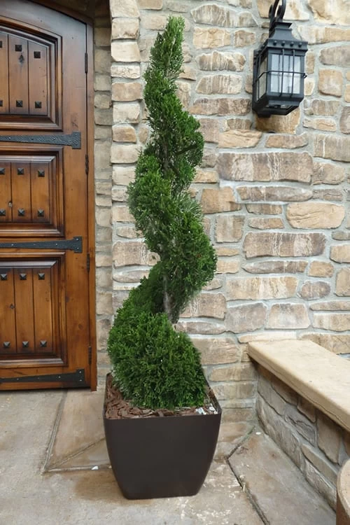 Emerald Green Arborvitae Spiral Topiary - 7 Gallon Pot 3 Emerald Green Arborvitae Spiral Topiary - 7 Gallon Pot