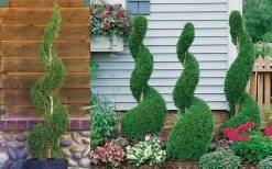 Emerald Green Arborvitae Spiral Topiary - 5 Gallon Pot (3-4') -Garden & Outdoor Sale Shop Arborvitae Emerald Green Spiral 800x500 1