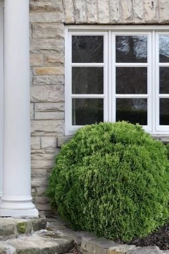 Planet Earth Arborvitae - 3 Gallon Pot -Garden & Outdoor Sale Shop Arborvitae Woodwardii Globe 12