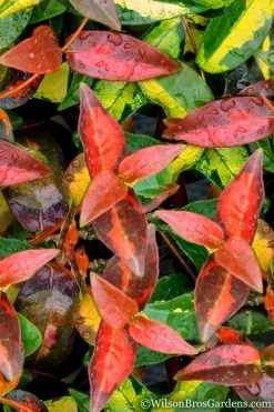 Summer Sunset Asiatic Jasmine - 6 Pack Of 1 Gallon Pots -Garden & Outdoor Sale Shop Asian jasmine Summer Sunset 1