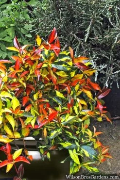 Summer Sunset Asiatic Jasmine - 6 Pack Of 1 Gallon Pots -Garden & Outdoor Sale Shop Asian jasmine Summer Sunset 6