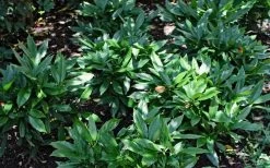 Dwarf Green Aucuba - Japanese Laurel - 3 Gallon Pot 12 Dwarf Green Aucuba - Japanese Laurel - 3 Gallon Pot -Garden & Outdoor Sale Shop Aucuba Dwarf Green