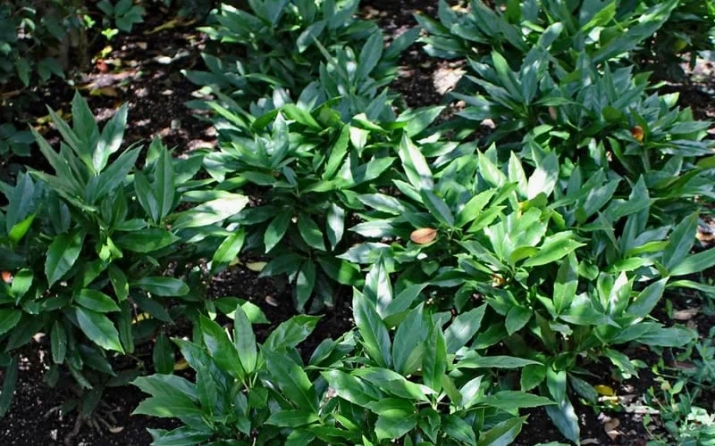 Dwarf Green Aucuba - Japanese Laurel - 3 Gallon Pot 7 Dwarf Green Aucuba - Japanese Laurel - 3 Gallon Pot - Image 5