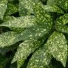 Gold Dust Aucuba (Japanese Laurel) - 1 Gallon Pot -Garden & Outdoor Sale Shop Aucuba Gold Dust 16