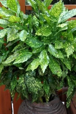 Gold Dust Aucuba (Japanese Laurel) - 1 Gallon Pot 12 Gold Dust Aucuba (Japanese Laurel) - 1 Gallon Pot -Garden & Outdoor Sale Shop Aucuba Gold Dust 17