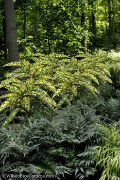 Hosoba Hoshifu Variegated Aucuba (Japanese Laurel) - 3 Gallon Pot -Garden & Outdoor Sale Shop Aucuba Hosoba Hoshifu