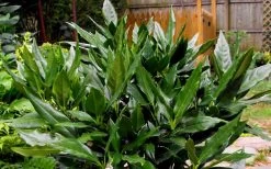 Sawtoothed Aucuba Serratifolia - 3 Gallon Pot 11 Sawtoothed Aucuba Serratifolia - 3 Gallon Pot -Garden & Outdoor Sale Shop Aucuba Sawtoothed 3