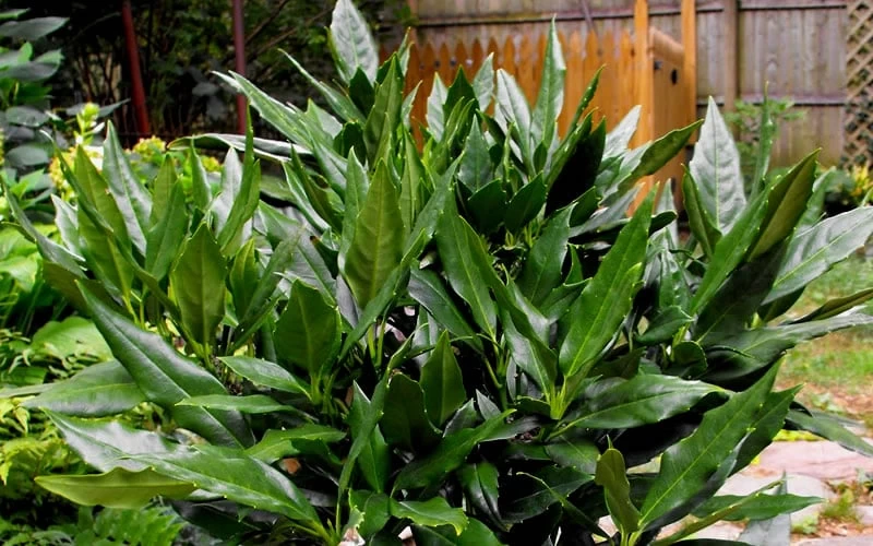 Sawtoothed Aucuba Serratifolia - 3 Gallon Pot 6 Sawtoothed Aucuba Serratifolia - 3 Gallon Pot - Image 4