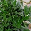 Sawtoothed Aucuba Serratifolia - 3 Gallon Pot -Garden & Outdoor Sale Shop Aucuba Serratifolia Sawtooth 500x750 2