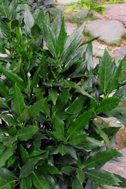 Sawtoothed Aucuba Serratifolia - 1 Gallon Pot -Garden & Outdoor Sale Shop Aucuba Serratifolia Sawtooth 500x750 3