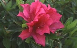 Brilliant Southern Indica Azalea - 1 Gallon Pot -Garden & Outdoor Sale Shop Azalea Brilliant 1
