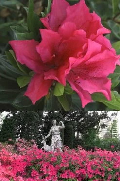 Brilliant Southern Indica Azalea - 1 Gallon Pot -Garden & Outdoor Sale Shop Azalea Brilliant 500x700 1