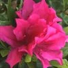 Brilliant Southern Indica Azalea - 1 Gallon Pot -Garden & Outdoor Sale Shop Azalea Brilliant 6
