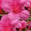 Chinzan Dwarf Azalea - 6 Pack Of 1 Gallon Pots -Garden & Outdoor Sale Shop Azalea Chinzan 21