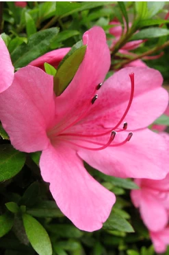 Chinzan Dwarf Azalea - 6 Pack Of 1 Gallon Pots -Garden & Outdoor Sale Shop Azalea Chinzan 500x750 1