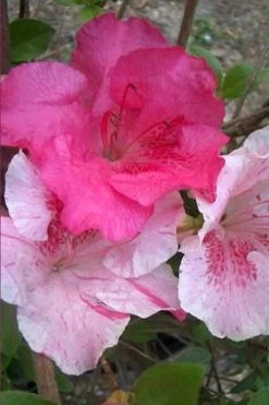 Conversation Piece Azalea - 1 Gallon Pot -Garden & Outdoor Sale Shop Azalea Conversation Piece 10