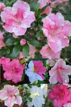 Conversation Piece Azalea - 1 Gallon Pot -Garden & Outdoor Sale Shop Azalea Conversation Piece 2 500x750 1