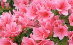 Coral Bells Azalea - 2 Gallon Pot -Garden & Outdoor Sale Shop Azalea Coral Bells 1