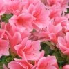 Coral Bells Azalea - 1 Gallon Pot -Garden & Outdoor Sale Shop Azalea Coral Bells 1 500x750 1
