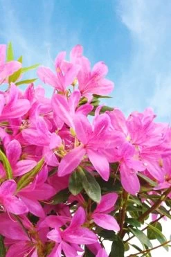 Pink Ribbons Deja Bloom Azalea - 1 Gallon Pot 9 Pink Ribbons Deja Bloom Azalea - 1 Gallon Pot -Garden & Outdoor Sale Shop Azalea Deja Bloom Pink Ribbons 4