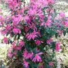 Pink Ribbons Deja Bloom Azalea - 1 Gallon Pot -Garden & Outdoor Sale Shop Azalea Deja Bloom Pink Ribbons 7