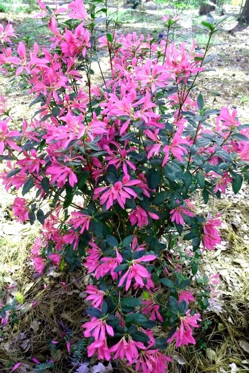 Pink Ribbons Deja Bloom Azalea - 1 Gallon Pot 3 Pink Ribbons Deja Bloom Azalea - 1 Gallon Pot