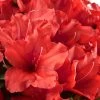Red Tiara Deja Bloom Azalea - 1 Gallon Pot