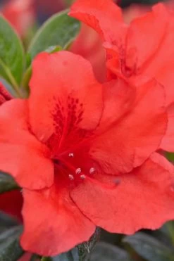 Red Tiara Deja Bloom Azalea - 1 Gallon Pot -Garden & Outdoor Sale Shop Azalea Deja Bloom Red Tiara 4