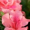Autumn Coral Encore Azalea - 1 Gallon Pot -Garden & Outdoor Sale Shop Azalea Encore Autumn Coral