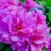 Autumn Majesty Encore Azalea - 6 Pack Of 1 Gallon Pots