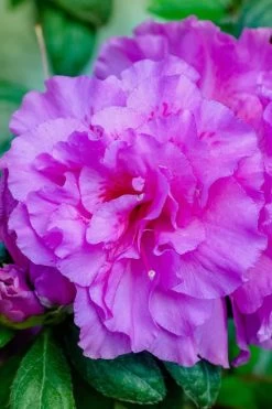 Autumn Majesty Encore Azalea - 6 Pack Of 1 Gallon Pots -Garden & Outdoor Sale Shop Azalea Encore Autumn Majesty 12