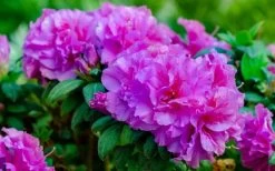 Autumn Majesty Encore Azalea - 6 Pack Of 1 Gallon Pots -Garden & Outdoor Sale Shop Azalea Encore Autumn Majesty 13