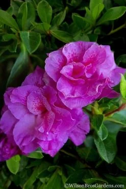 Autumn Majesty Encore Azalea - 6 Pack Of 1 Gallon Pots -Garden & Outdoor Sale Shop Azalea Encore Autumn Majesty 5