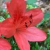 Flame Creeper Dwarf Spreading Azalea - 1 Gallon Pot -Garden & Outdoor Sale Shop Azalea Flame Creeper 10