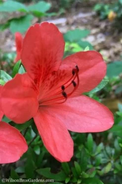 Flame Creeper Dwarf Spreading Azalea - 1 Gallon Pot