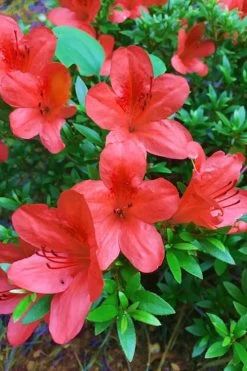 Flame Creeper Dwarf Spreading Azalea - 1 Gallon Pot -Garden & Outdoor Sale Shop Azalea Flame Creeper 11